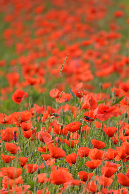 Poppies
